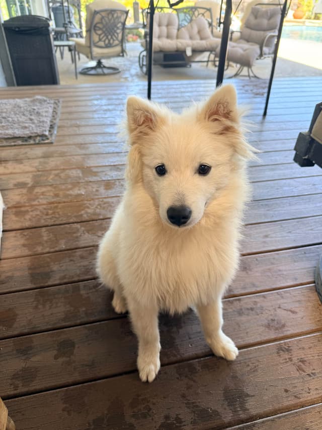 STANDARD American Eskimo Puppy Reduced Price! media 10