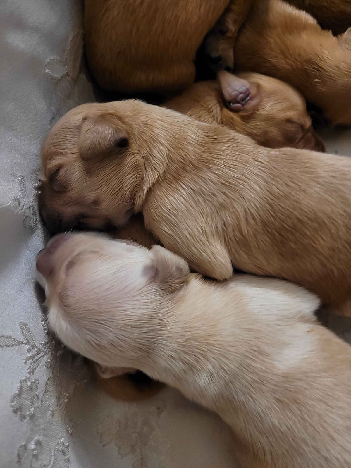 Golden Retriever Puppies breeder image 2