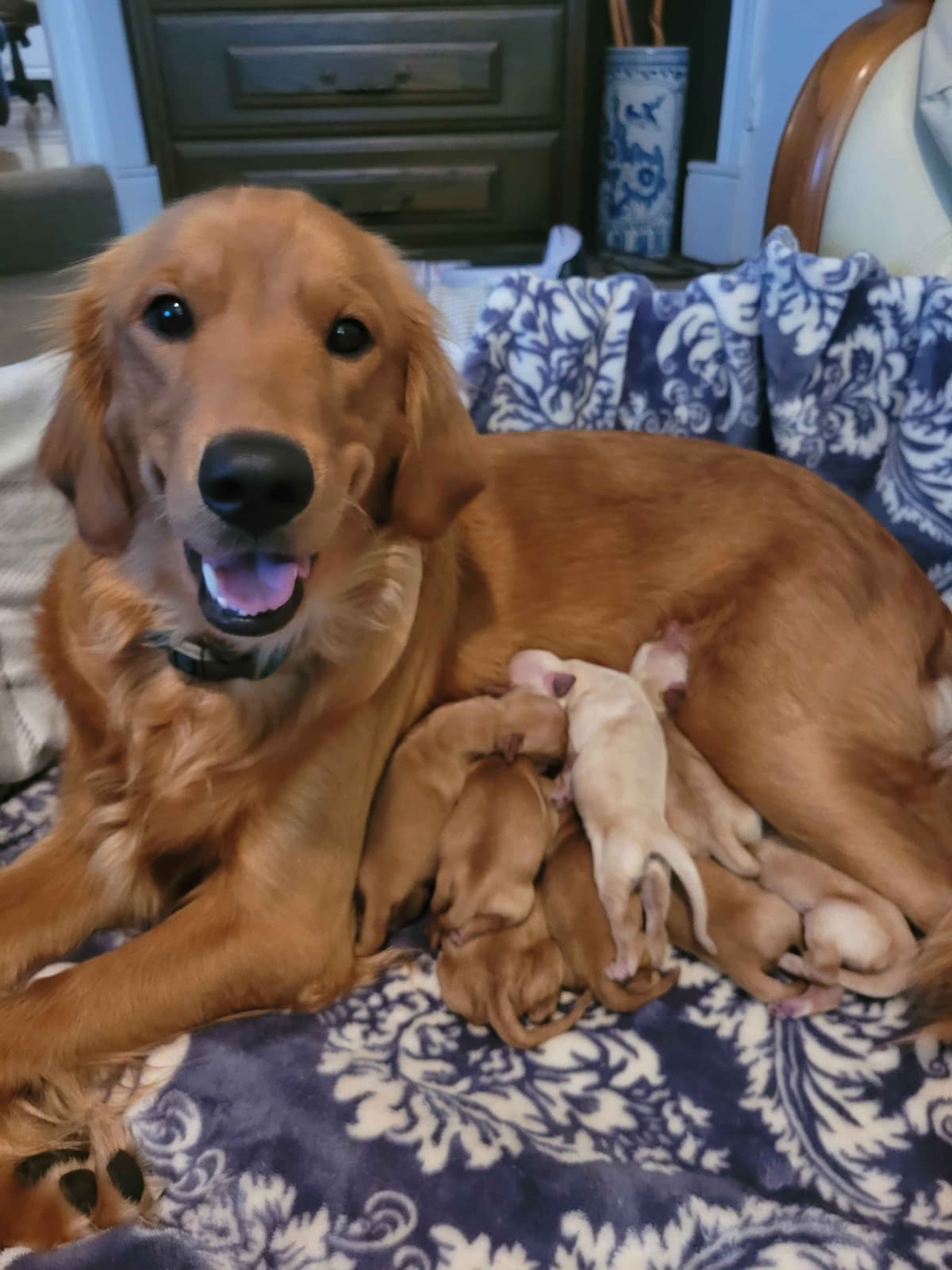 Golden Retriever Puppies breeder image 3