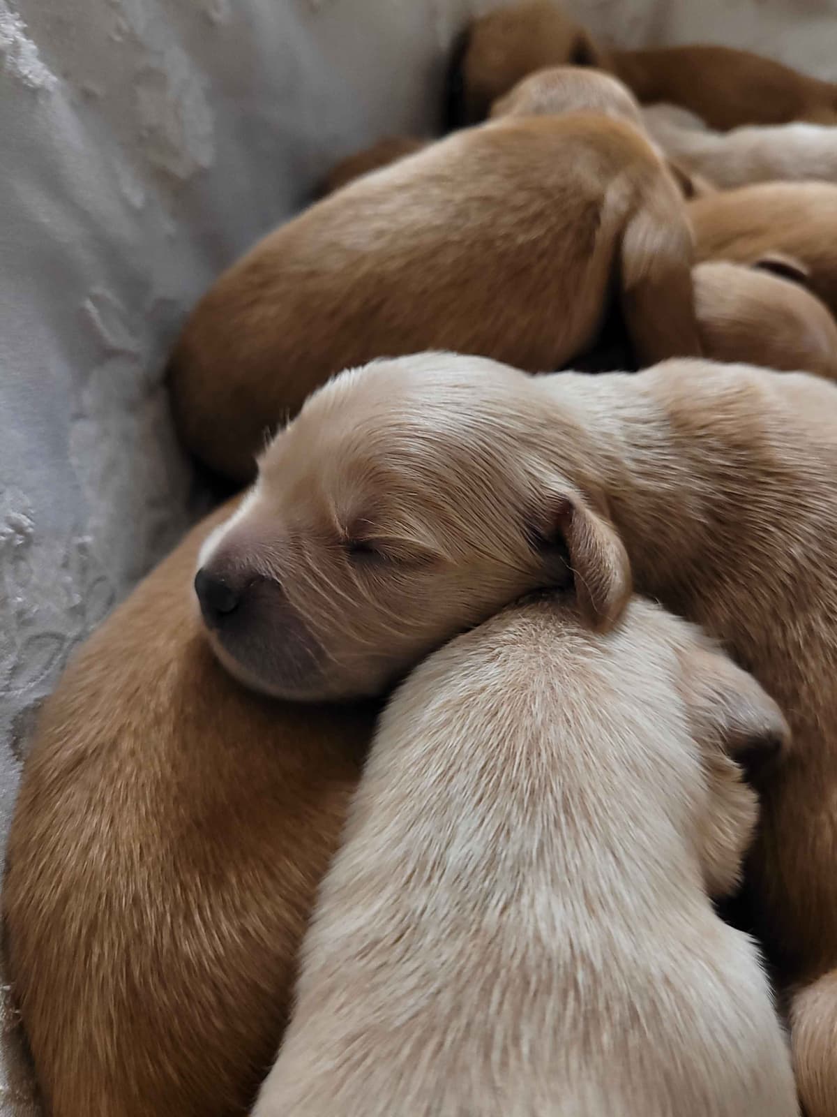 Golden Retriever Puppies breeder image 4