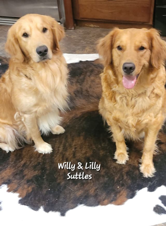 Golden Retriever Puppies media 3