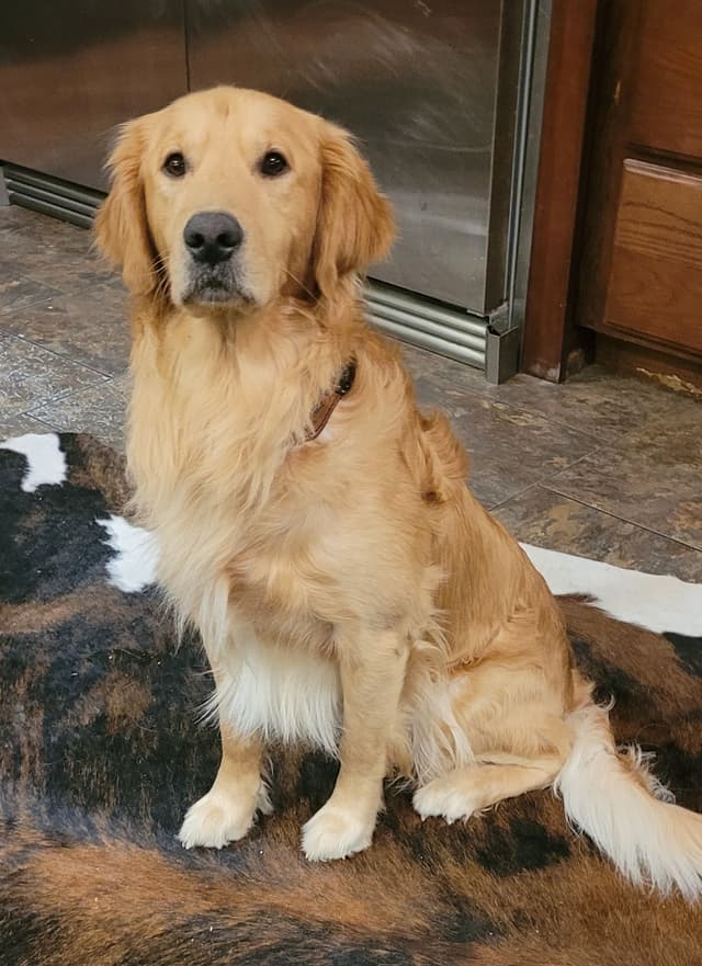 Golden Retriever Puppies media 4