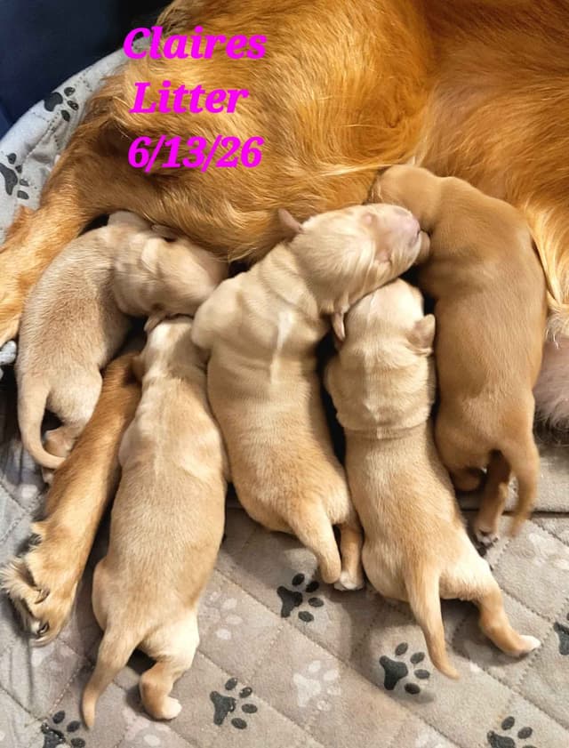 Golden Retriever Puppies media 2