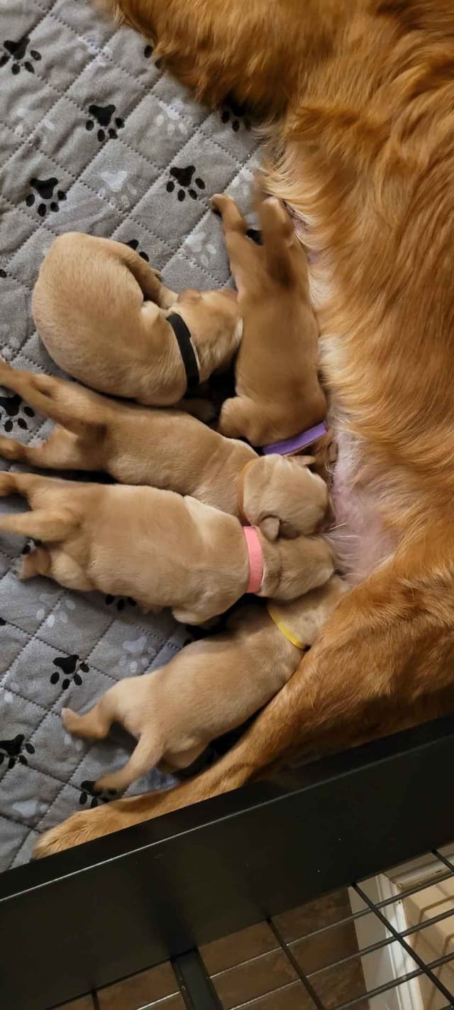 Golden Retriever Puppies media 3