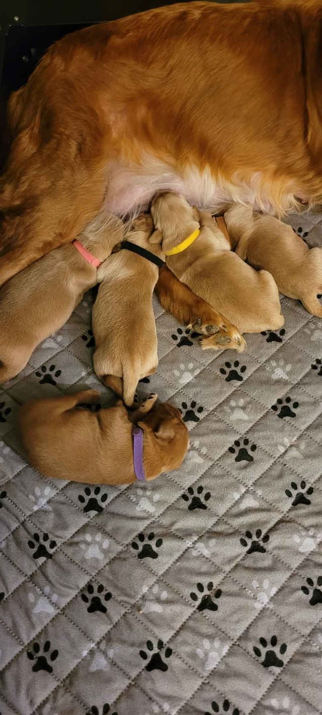 Golden Retriever Puppies media 4