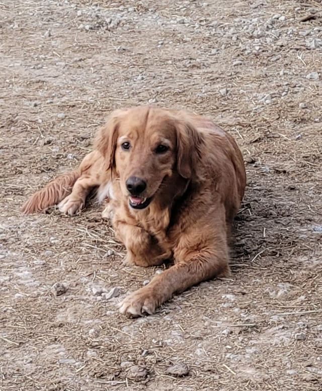 Golden Retriever Puppies media 5