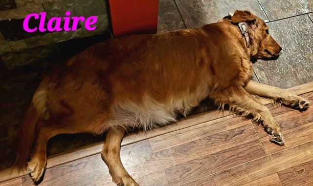 Golden Retriever Puppies media 7