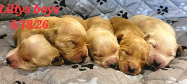 Golden Retriever Puppies media 5