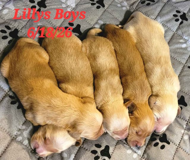 Golden Retriever Puppies media 6