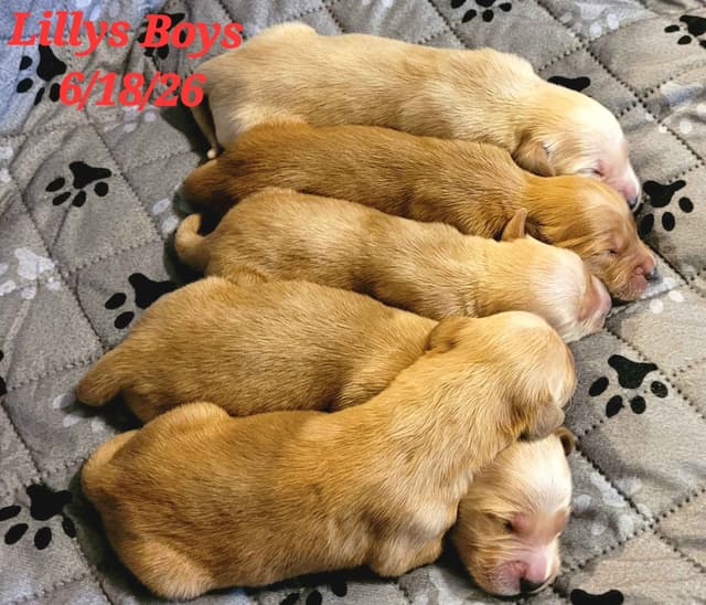 Golden Retriever Puppies media 7