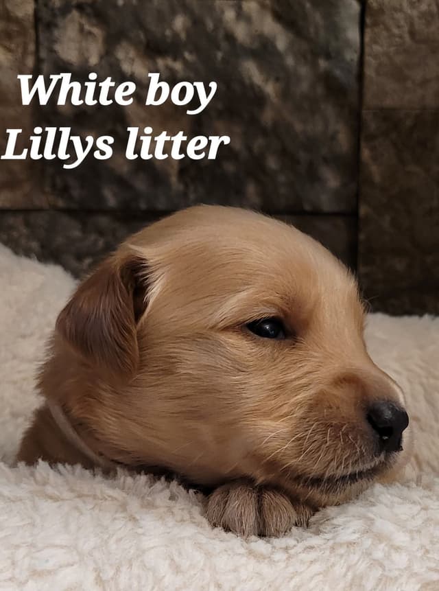 Golden Retriever Puppies media 8
