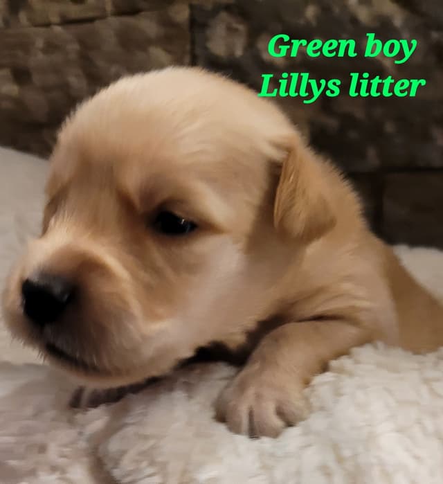 Golden Retriever Puppies media 10