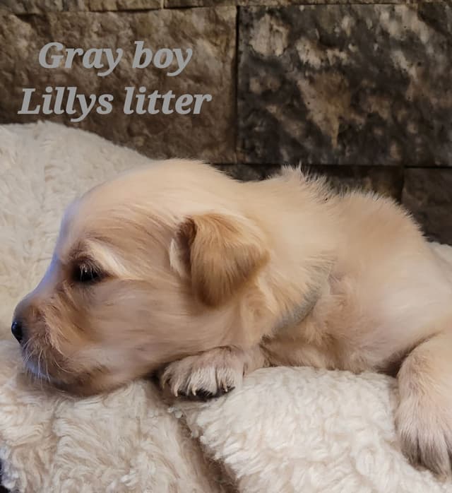 Golden Retriever Puppies media 11
