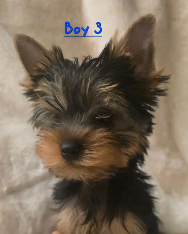 Yorkshire Terrier Puppies media 3