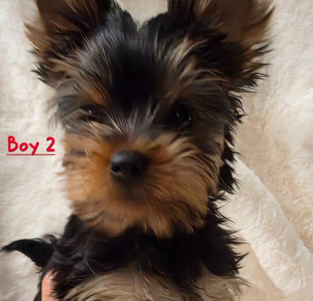 Yorkshire Terrier Puppies media 4