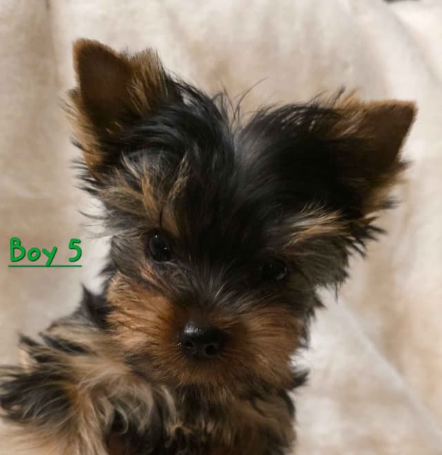 Yorkshire Terrier Puppies media 5