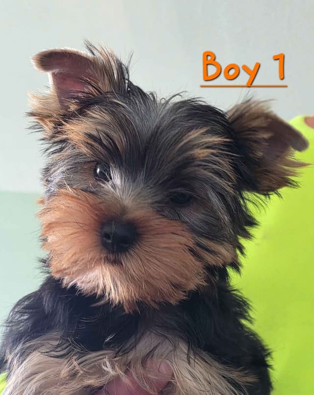 Yorkshire Terrier Puppies media 7
