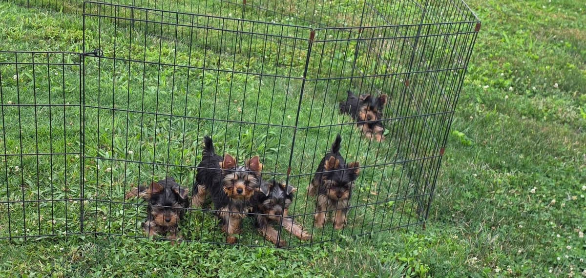 Yorkshire Terrier Puppies breeder image 1