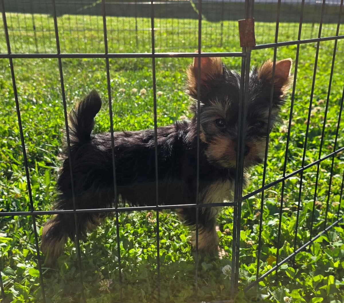 Yorkshire Terrier Puppies breeder image 3