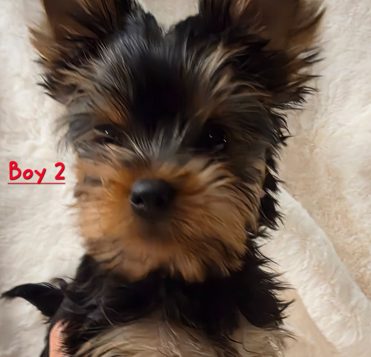 Yorkshire Terrier Puppies breeder image 4