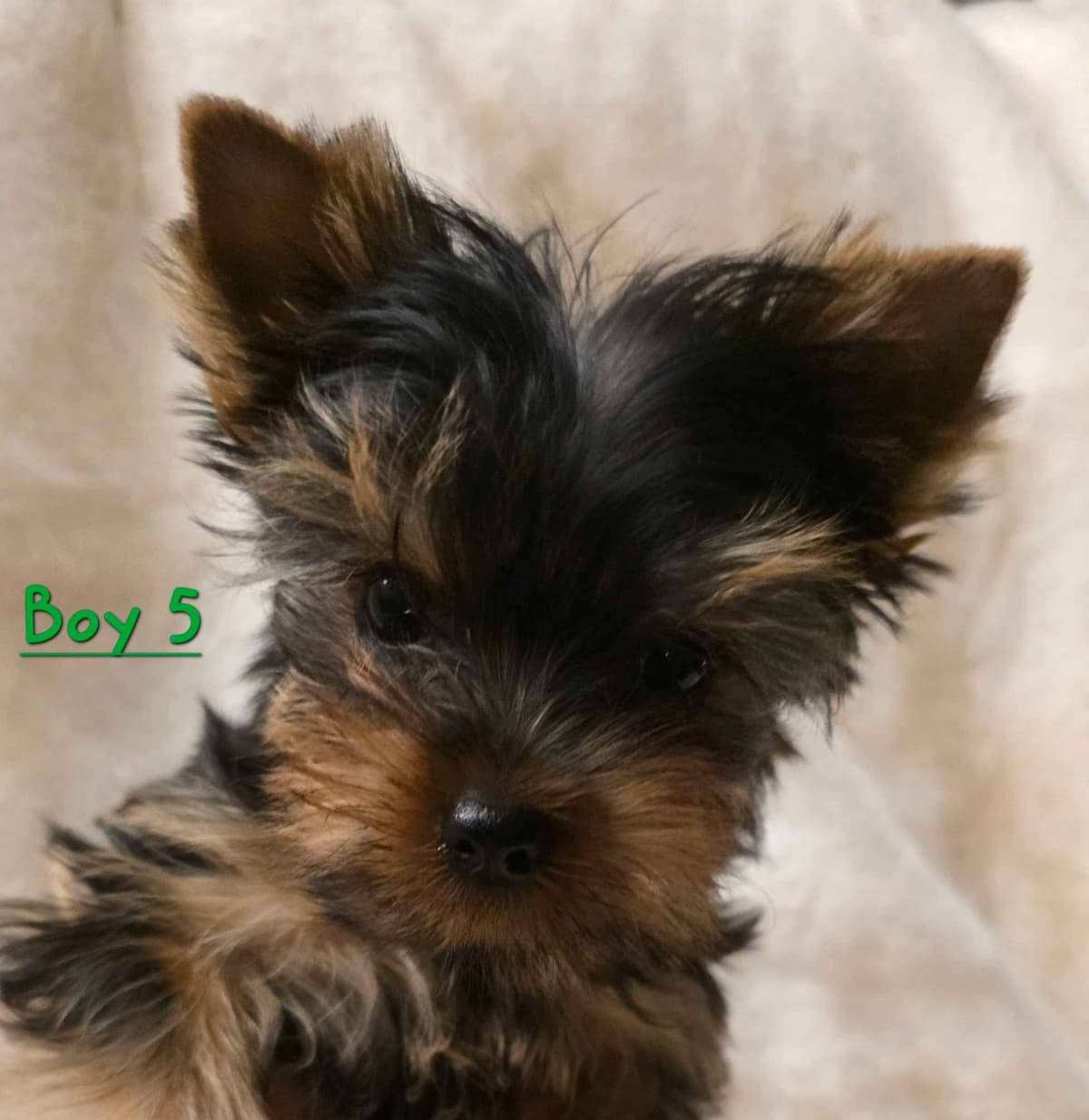 Yorkshire Terrier Puppies breeder image 5