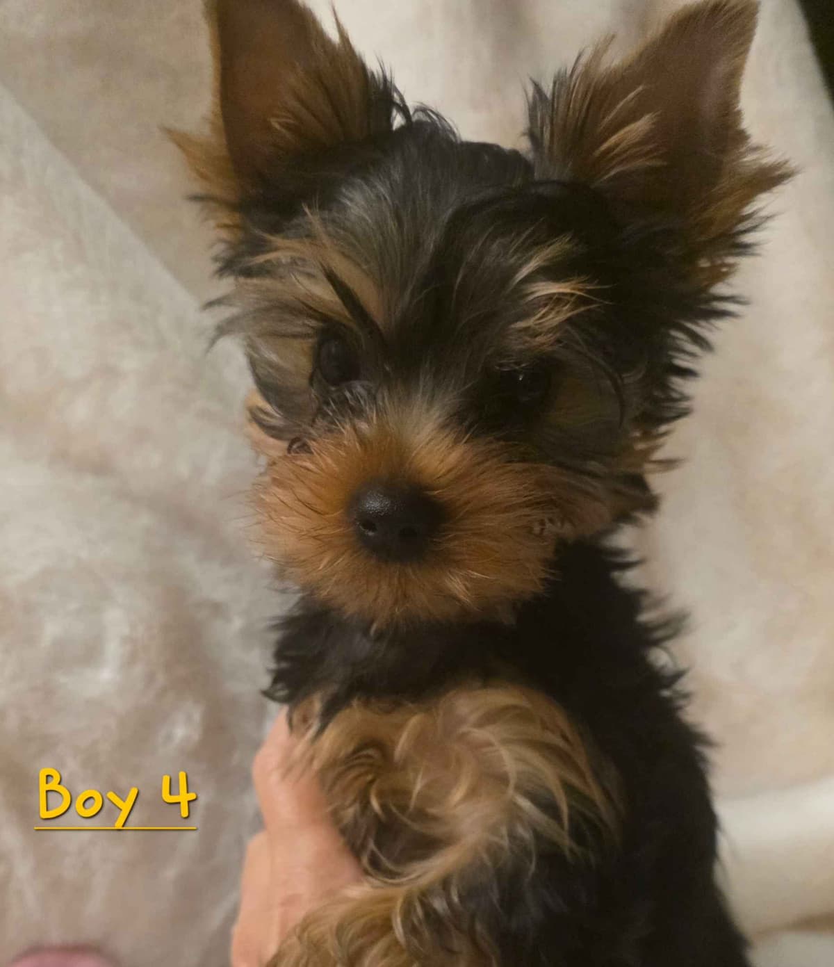 Yorkshire Terrier Puppies breeder image 7