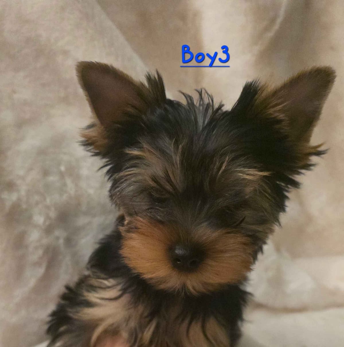 Yorkshire Terrier Puppies breeder image 8