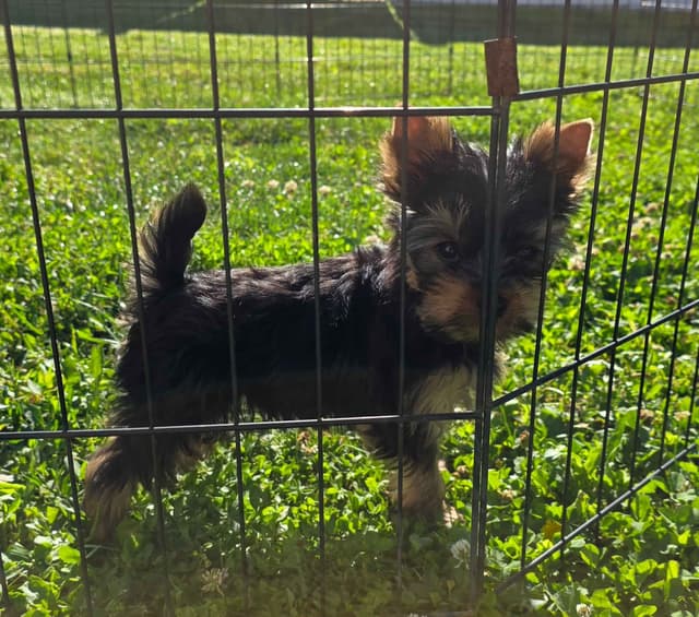 Yorkshire Terrier Puppies media 8