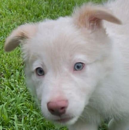Border Collie Puppies media 2