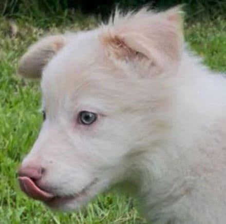 Border Collie Puppies media 3