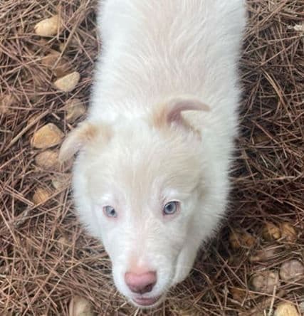 Border Collie Puppies media 4