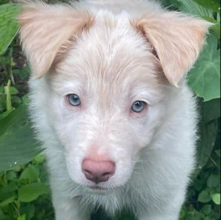 Border Collie Puppies media 6