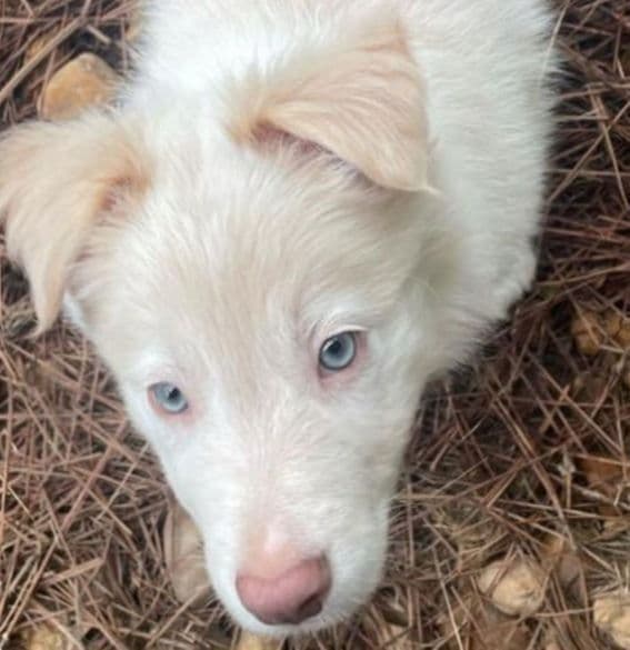 Border Collie Puppies media 7