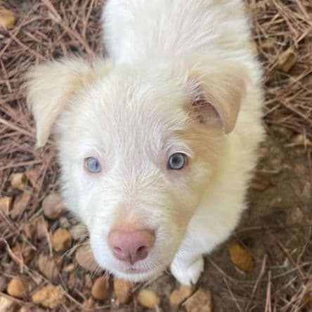 Border Collie Puppies media 8