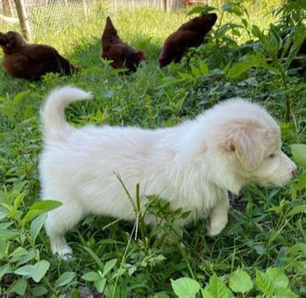 Border Collie Puppies media 10