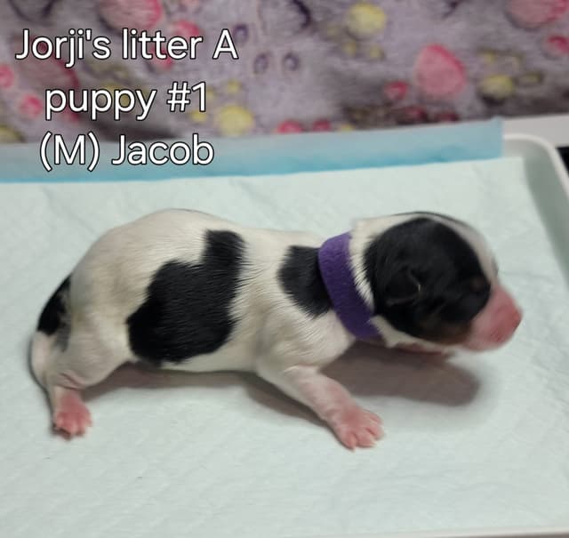 Biewer Terrier Puppies media 3