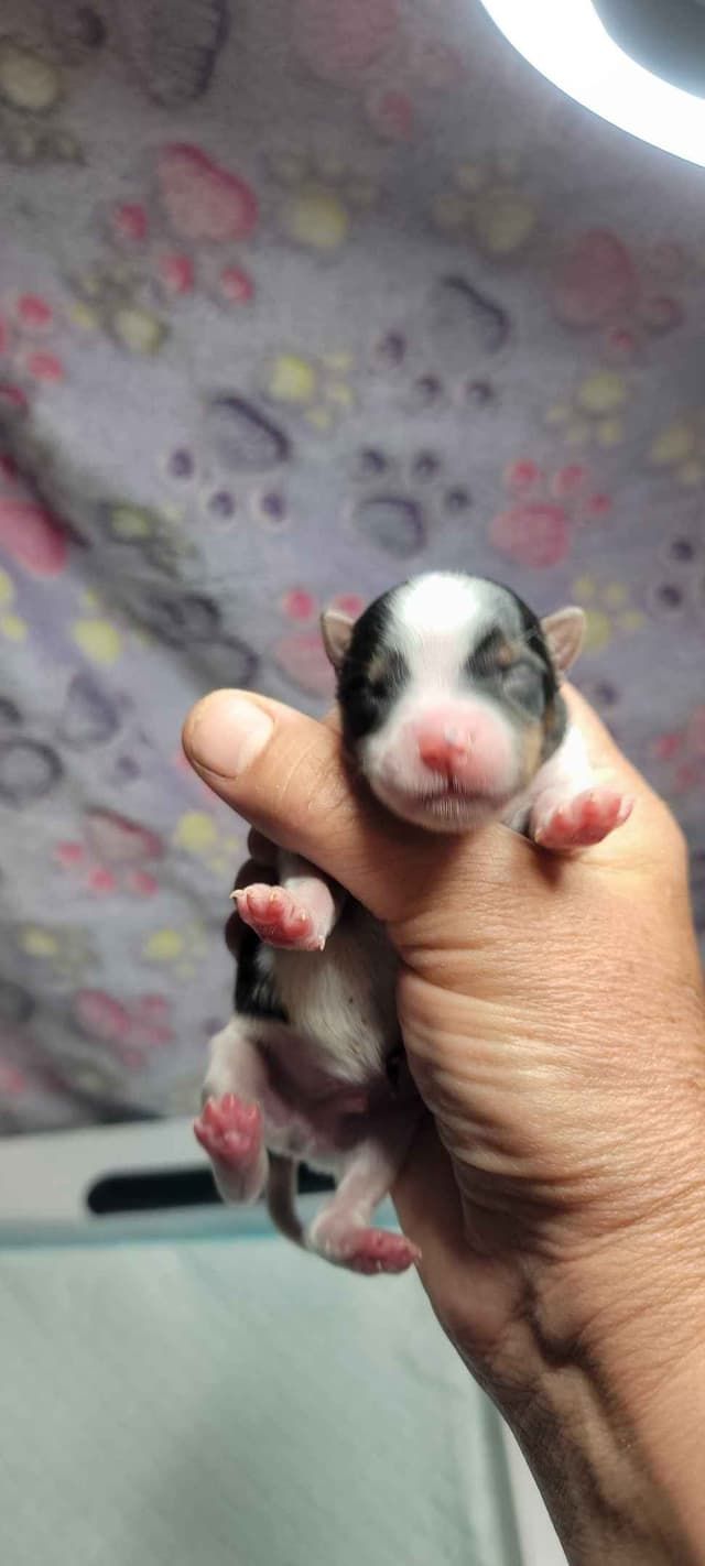 Biewer Terrier Puppies media 2