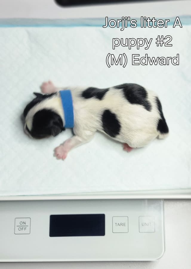Biewer Terrier Puppies media 4