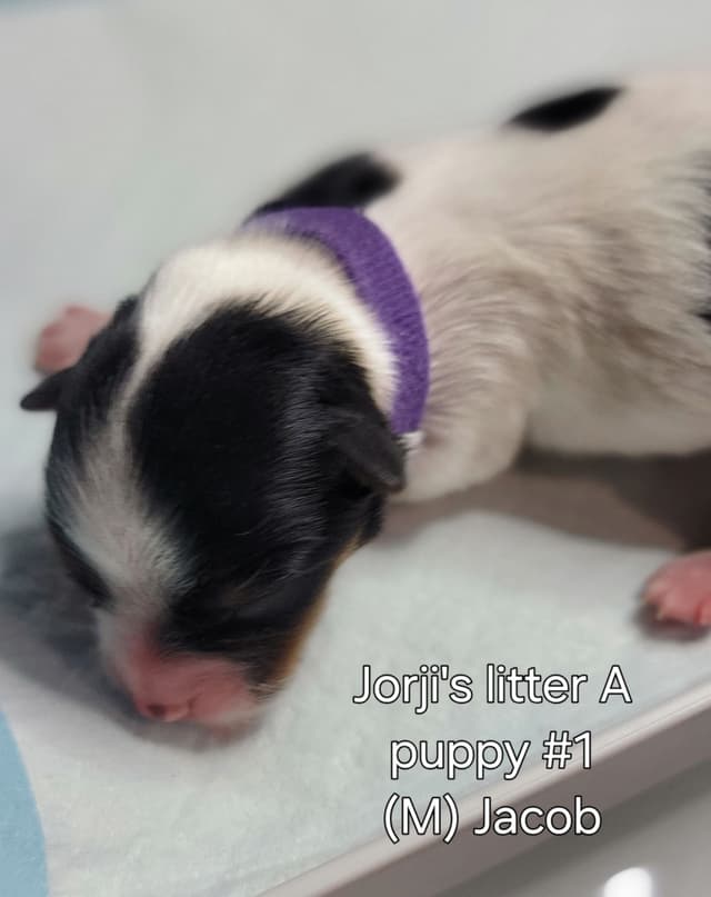 Biewer Terrier Puppies media 5