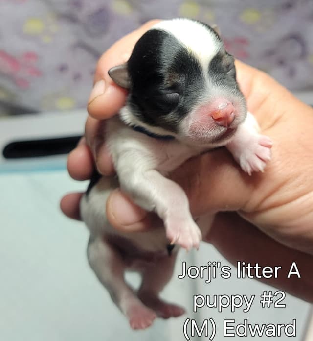 Biewer Terrier Puppies media 6