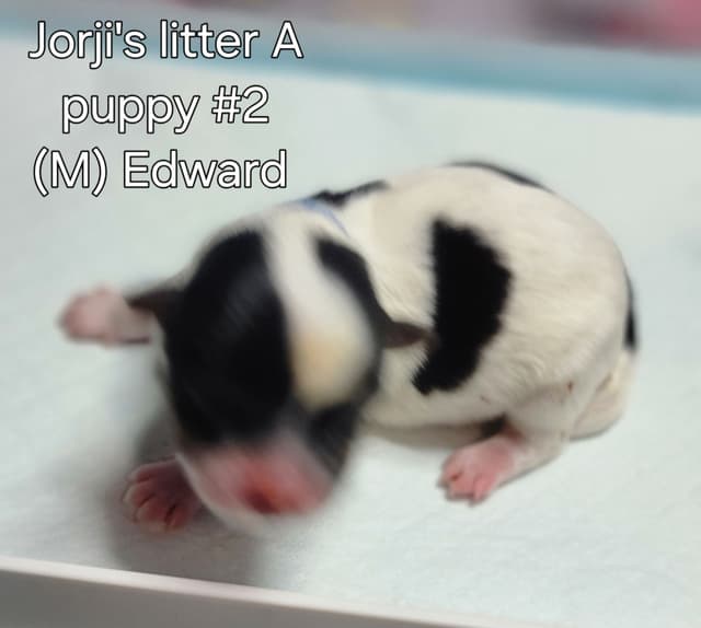 Biewer Terrier Puppies media 7
