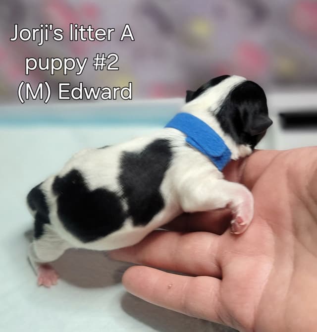 Biewer Terrier Puppies media 8