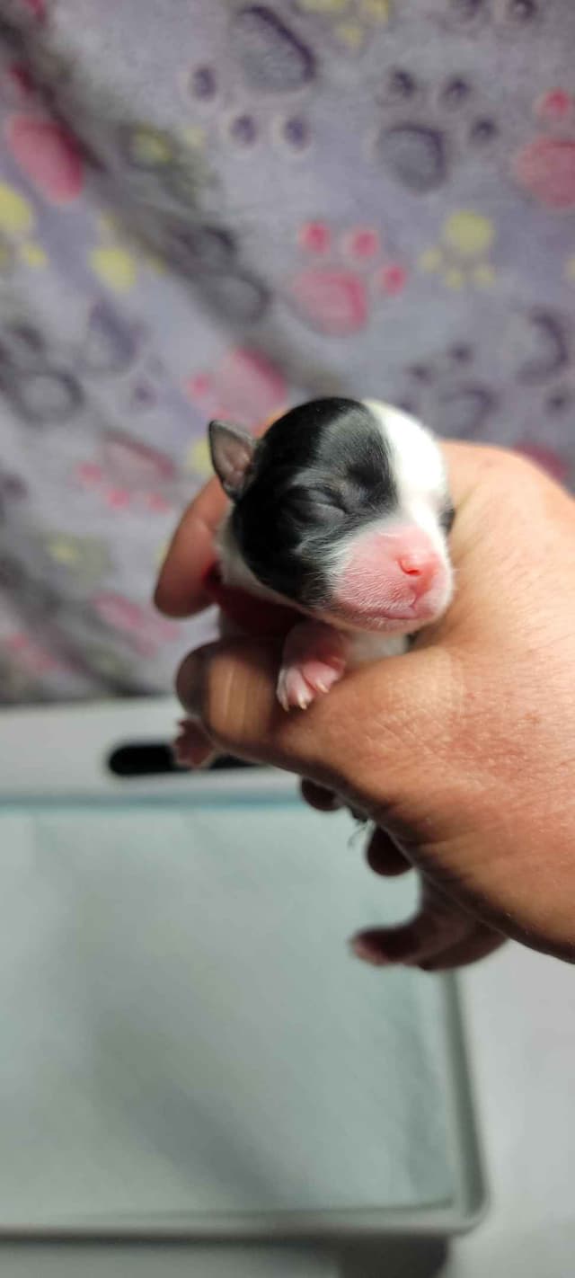 Biewer Terrier Puppies media 9