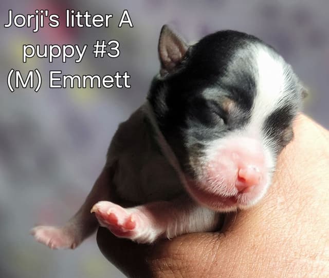 Biewer Terrier Puppies media 10