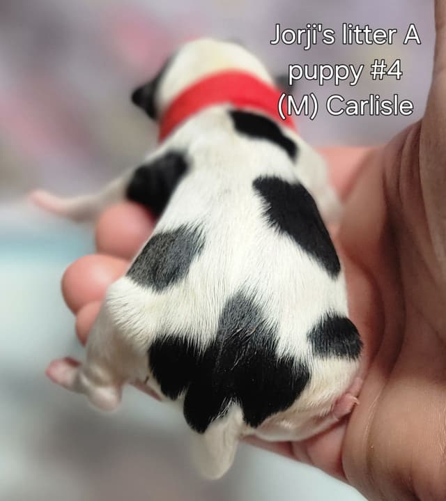 Biewer Terrier Puppies media 11