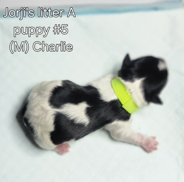 Biewer Terrier Puppies media 12