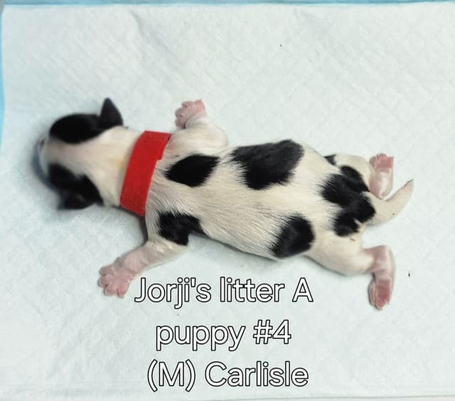 Biewer Terrier Puppies media 13