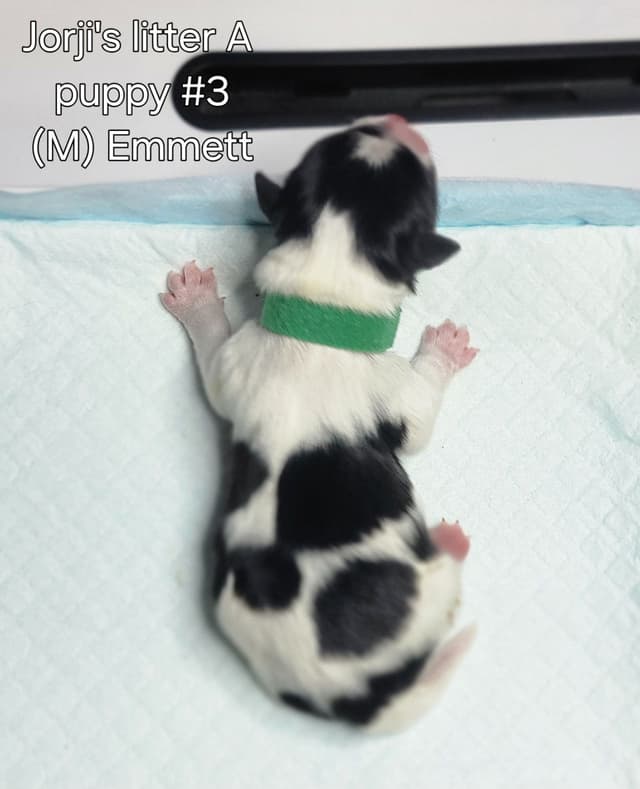 Biewer Terrier Puppies media 14