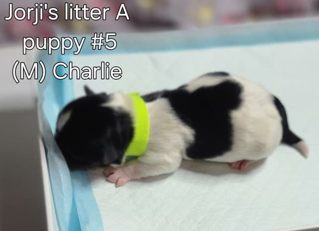 Biewer Terrier Puppies media 15