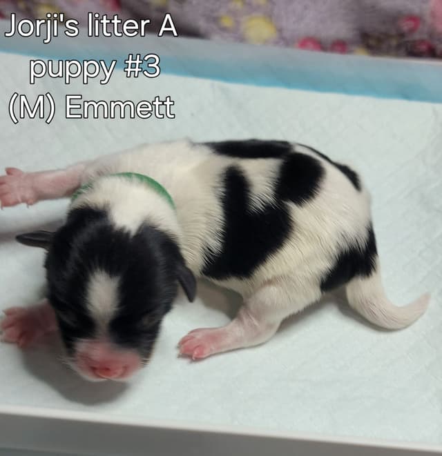 Biewer Terrier Puppies media 16